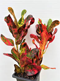 Image result for Croton