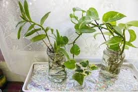 The Best Indoor Plants That Grow In Water Water Plants Indoor Water Plants Plants Grown In Water