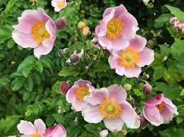 Featured Plants In July 2020 In The Neighbourhood Ubc Botanical Garden