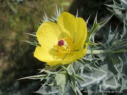 Image result for Argemone mexicana