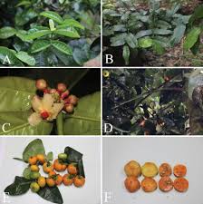 Image result for Garcinia sp. 1.
