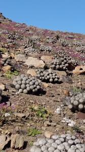 Image result for Strombosiopsis