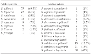 Image result for Sarcocornia natalensis