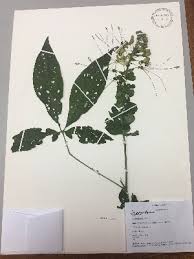 Image result for Cleome schimperi