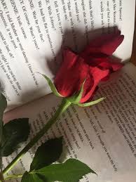 Pin De Sarah Meydson Em Flores Planos De Fundo Roses Tumblr Rosas Vermelhas Papel de parede 3d vinilico tijolo a vista marrom vermelho. pinterest