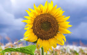 Завтра 24 августа украина будет праздновать свой юбилейный тридцатый день независимости. Den Nezavisimosti Ukrainy Interesnye Fakty Informaciya O Prazdnikah V Internet Magazine Tovarov Dlya Prazdnika 4party