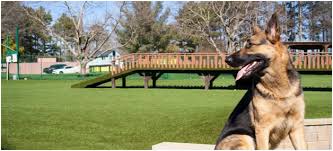 Because we are located on highway 140 in alpharetta, ga, we are conveniently accessible for those living in alpharetta, roswell, woodstock, hickory flat, and milton. Happy National Pet Month Belmont At Park Bridge
