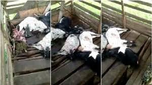 Berita viral terhot dari dunia hiburan hanya di hot liputan6.com Modus Baru Pencurian Hewan Ternak Sasaran Disembelih Sebelum Digondol Suara Jakarta