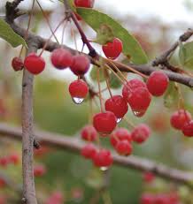 Visit & look for more results! Crabapple Comparison Chart Knowledgebase Johnson S Nursery