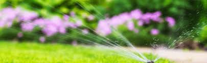Deep watering allows the root to drink enough water. How To Water Your Lawn During Summer All Turf Lawn Care