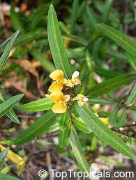 Image result for Barleria holubii