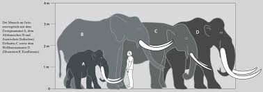 Find this great brand at backcountry.com. Das Wollhaarmammut Mammut Museum