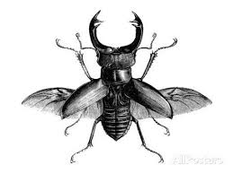 Black And White Insect With Wings A Rather Handsome Stag Beetle Spreads Its Wings Giclee Print Nabroski Botanicheskie Illyustracii Illyustracii