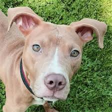 The greyhound pit bull mix is an intelligent and sensitive hybrid breed. Greyhound Pitbull Mix Puppy Online Shopping