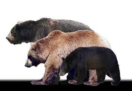 Black Bear Vs Grizzly Bear Size Difference Boldchamp1 S Image Short Faced Bear Kodiak Bear Bear Images