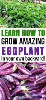 Vegetable Garden Ideas Philippines Vegetablegardenideas Gardening For Beginners Vegetable Garden Planner Organic Gardening Tips