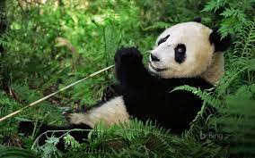 Giant Panda At The Wolong National Nature Reserve In The Mountains Of Sichuan China Thank You Bing For The Photo Giant Panda Panda Panda Bear