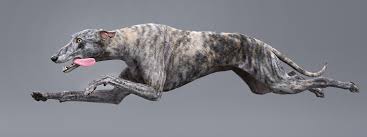Greyhound Dog 3d Model In 2020 Grey Hound Dog Greyhound 3d Model
