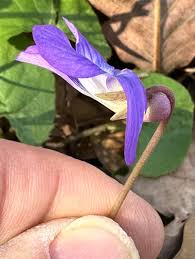 Image result for Viola abyssinica