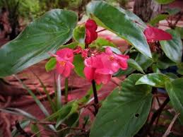Image result for Begonia meyeri-johannis