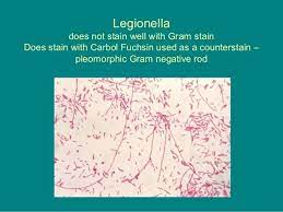 Gram staining is a microbiological procedure that categorizes bacteria based on the physical and chemical structure of their outer surface. 30 Legionella Does Not Stain Well With Gram Stain Gram Stains