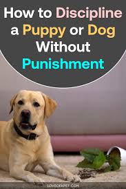 You should not discipline your puppy when this happens; How To Discipline A Puppy Or Dog Without Punishment Love Of A Pet Dog Parents Puppy Training Dog Training
