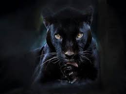 Big Black Cat Yellow Eyes Panther Yellow Eyes Whiskers Enge Dieren Dieren Mooi Zwarte Panter