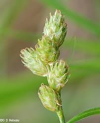 Image result for Secamone brevipes