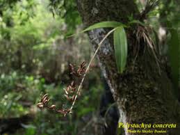 Image result for Polystachya