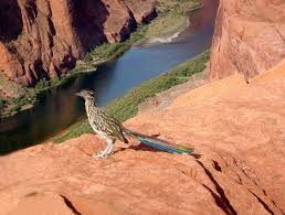 Birds Of The Southwest Usa Roadrunner A Roadrunner Bird On The Edge Of The Cliff Over The Colorado River Aff Bird Roadrunner Roadrunn With Images New Mexico Land Of Enchantment Road Runner
