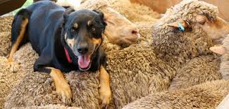 Maybe you would like to learn more about one of these? Herdenschutzhunde Rassen Charakter Erziehung
