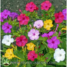 Mirabilis Jalapa Four O Clock Marvel Of Peru Feliks Garden Clock Flower Four Oclock Flowers Flower Seeds
