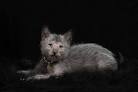 Available Lykoi Kittens For Sale & Cats For Adoption
