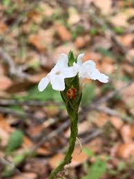 Image result for Elytraria