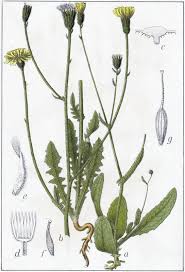 Image result for Crepis