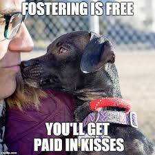 Pin On Fostering Dogs