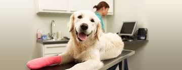 Why is carecredit promoting pet insurance? Pet Insurance Coverage Healthy Paws Pet Insurance