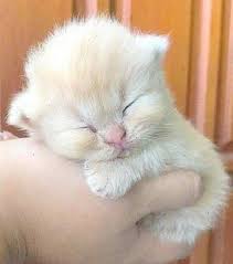 Adorable Kitten Is That The Faint Red Of A Flame Point I See Cute Animals Kittens Cutest Baby Animals