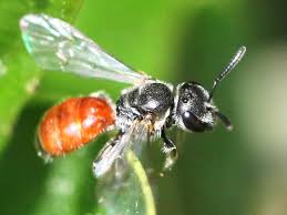 Image result for Aspidoglossum lanatum