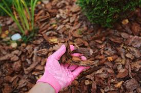 Remove weeds before you mulch. Cedar Mulch How To Apply It For Vegetable Garden Grow Food Guide