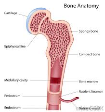 Flat bones form by membranous bone formation, whereas long bones are formed by a the walls of the diaphysis are composed of dense and hard compact bone. What Is Spongy Bone With Pictures
