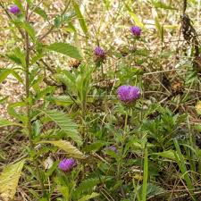 Image result for Centratherum