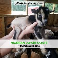 We wean our kids around 8 weeks unless sold as bottle babies. Nigerian Dwarf Goats For Sale Mranimal Farm