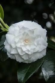 Camellia Elizabeth Japonica A Sublime Pure White Variety Spring White Flowers Camellia Flower Indoor Flowering Plants