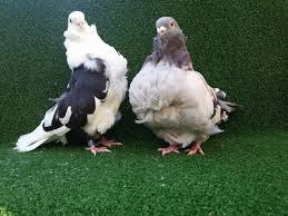 Previous Pinner Chinese Owl Pigeons Guzel Kuslar Kus