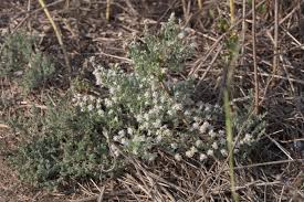 Image result for Cressa cretica