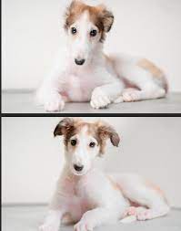 Pin By Vila Raviojla On Pet Pics I Like Group Board Borzoi Puppy Borzoi Dog Breeds