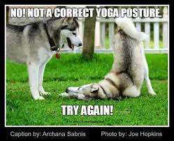 Is This How You Do Downward Facing Dog The Secret Life Of Pets Siberian Husky Husky Memes Husky Funny