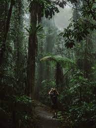 Explore The Land Before Time In Nsw S Dorrigo National Park Grumpy Turtle Creative Jungle Photography Forest Photography Nature Photography Trees