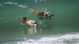 Dog beach is free to the public. 3 Dog Friendly Beaches In Orange County Golden Woofs